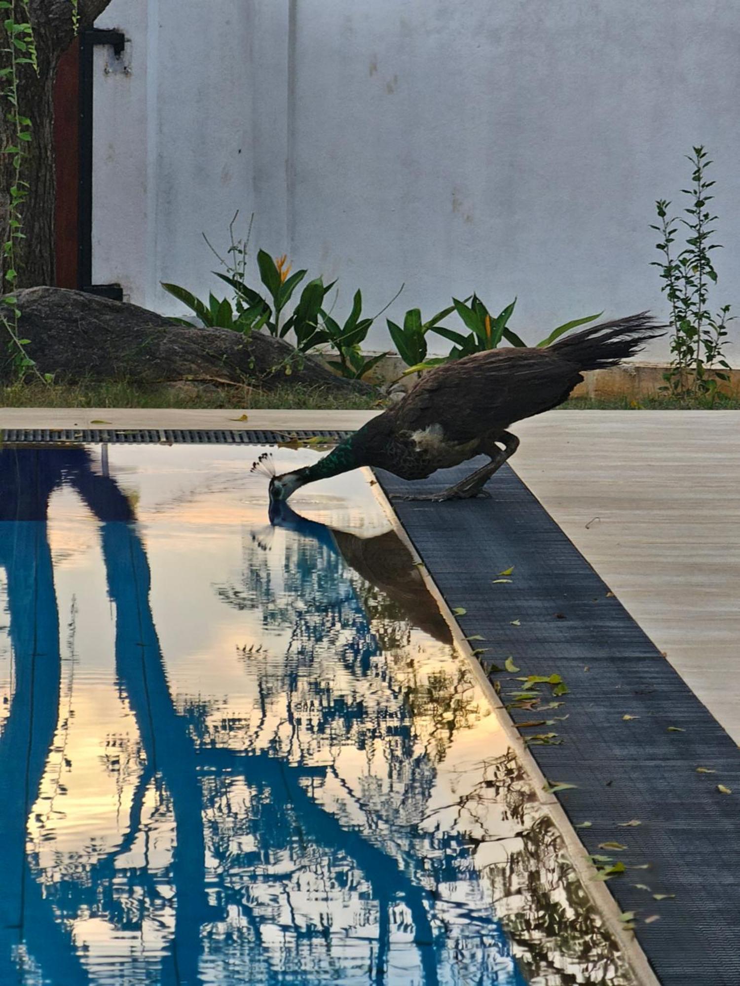 Kirinda Heaven - Yala Otel Dış mekan fotoğraf